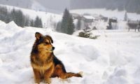 寒冬里的流浪狗，与备受宠爱的家犬相比，取暖的方式太让人心疼