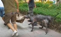 重庆一小区野猪出没被猎犬咬死，林业局：已无害化处理