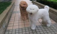 外边的风太大，贵宾犬的眼睛都被吹遮上了，狗：母亲我要回家！