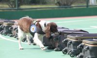 我收养了一只退役警犬