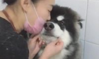 带阿拉斯加犬去冼澡,却遭遇女店员狂吻,狗狗:长得帅便是苦恼多