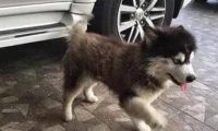 狗狗偷溜出来回不了家，干脆学讹人，网友：智商总算负负得正了