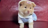 1200元买到疑似星期狗 谁该为潜伏的犬瘟买单？