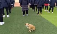 活得比宠物狗还滋润的流浪狗,被全校师生宠爱,却因高考关禁闭