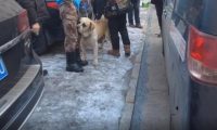 繁殖犬肚子里没小狗，主人就要一棒子打死它，狗主：这窝没下崽，我伺候它干啥
