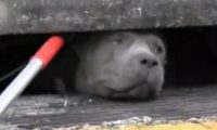斗牛犬被卡在下水道 被救出的一瞬间世界都亮了