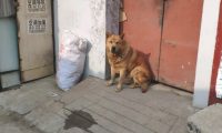 土狗老往外跑，网友一气之下把它轰出去了，它却害怕跑去旅游