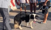 河南:700块狗贩迫不及待买边牧,大妈觉得亏,路人:你是中奖了
