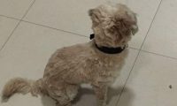 雨雪天流浪犬冻裂了要想跑店内温暖一下,小宝贝却不会受到喜欢被赶走