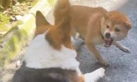 柴犬和柯基打架，它碰瓷假装受伤了抬起脚嗷嗷叫！