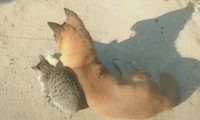 小伙巧遇猫跟狗，猫靠在狗的身旁，网民：气体中散发着恋爱的味道