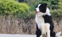 宠物狗溜出门闯祸 主人承担部分赔偿责任