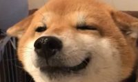 柴犬的“微笑”让人无法招架，论谄媚发嗲，人类都比不过这只柴犬