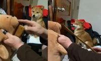 以便文化教育咬人的柴犬，主人用这招确实合理喔