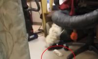 狗狗在家搞破坏,被现场抓包后先是一愣,接下来的反应够我笑半年