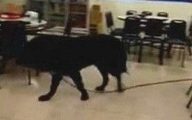 獒犬扯断绳溜出门 在热炒店逛大街吓得客人都不敢动
