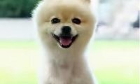 宠物犬景区被土狗咬伤,男子投诉至各级平台,要求当地承认不作为