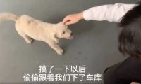 旅游时被一只狗狗赖上，带回家后才发现：捡到宝了！