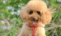 偷盗30万的贵宾犬 钱没到手人却被抓了