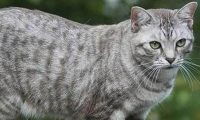北京人每年为宠物花12亿 在册犬已达53.4万