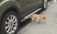 狗狗跑进底盘，本认为要挠痒痒，結果天马行空的伸出车！