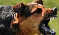 不拴狗绳遛狗，中型犬尖叫吓倒老人