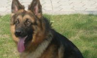 一男子以网售宠物犬为名 设骗局连骗两人上当