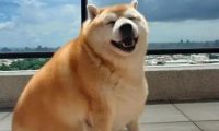 柴犬长出“海豹身型”,主人讲出它的胃口后,却让大伙儿觉得惊讶