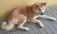 主人生病住院治疗，狗狗守在医院大门口，六天不愿离去……
