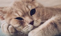 网购猫狗粮发现针孔，多地宠物主质疑投毒？