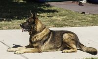 警犬受表扬太紧张 场面宛如结婚典礼