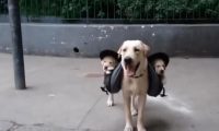 全能狗妈拉布拉多犬,竟带着宝宝出门遛弯,画面看着太温馨了