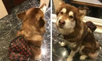 同宠不同命！陈伟霆家狗衣服穿到起球，宋茜家的宠物猪衣服要3090