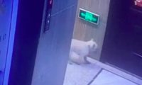 主人进家随手关门,把狗关到了门外!它也不叫,在门口等了几小时