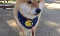 过马路时发现前面一只柴犬,总是走两步就回头看:到底几个意思