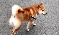柴犬身上插着把刀流着血,路人想去救助,蹲下瞧了一眼却默默走了