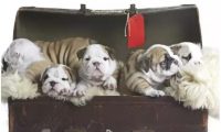 海外斗牛犬常见名Top10，你的小宠物被训话了没有？