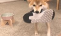 主人家带男朋友回家了,結果靴子却被柴犬藏起來,狗:别回来了