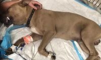 比特犬狂叫奔向小主人,竟叼出这条五颜六色蛇,第二天宣布没治