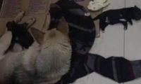 一家燃气公司工作人员被一条流浪狗咬伤，迁怒踩死4只幼崽