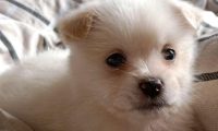 流浪犬糊里糊涂地追着过路人讨食吃,被一脚踢翻后狗狗猛然一脸憋屈