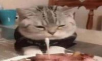 猫咪看着五花肉蛋糕发愁,难道猫生就此结束?“我怕是条狗吧”