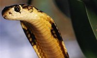 森林眼镜蛇身份信息