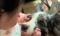牧羊犬和小宝宝感情非常好,眼里只装得下小主人!
