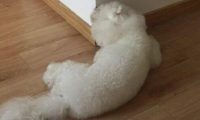狗狗每日在拆墙，仿佛和主人有仇，要让主人无家可住！