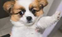流浪犬蹲在店前等候好心人喂养，女生给点吃的后小家伙就寸步不离