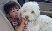 狗狗最近总疼的打滚，主人不明原因，直到安上监控