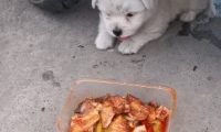 小流浪犬狗饿的不行，女人送上一盒辣菜，确实令人瞠目结舌