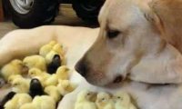 金毛小鸡 | 金毛犬和雏鸡仔 竟能如此和谐