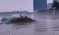 狗守在孤岛上不愿走，救援人员最后巡逻仍带不走，忠诚！
